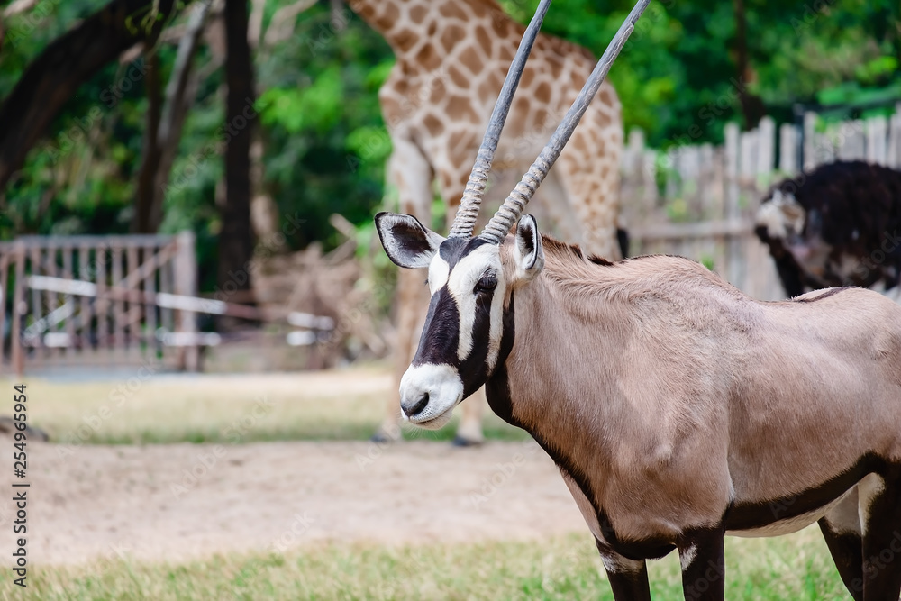 Oryx/Gemsbok standing in the green field for animal and wildlife concept Oryx/Gemsbok standing in the green field for animal and wildlife concept