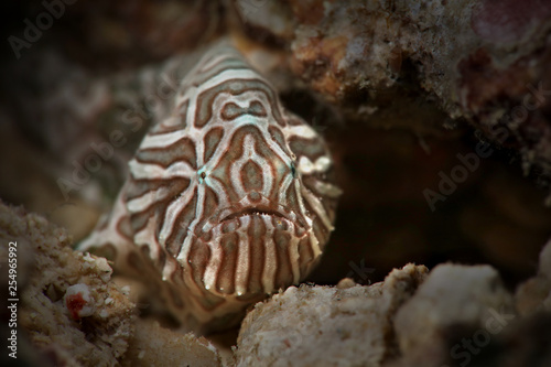 Psychedelic frogfish (Histiophryne psychedelica). Picture was taken in Ambon, Indonesia