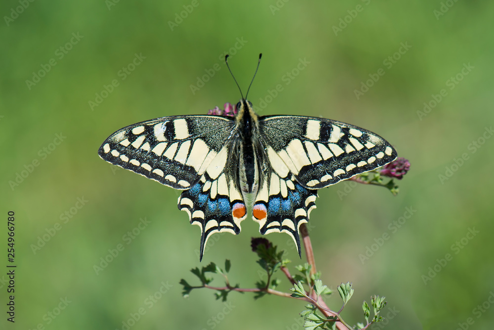 Papilionidae / Kırlangıçkuyruk / / Papilio machaon Papilionidae / Kırlangıçkuyruk / / Papilio machaon
