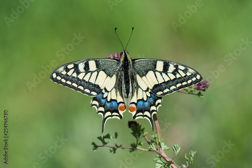 Papilionidae / Kırlangıçkuyruk / / Papilio machaon © Yasin