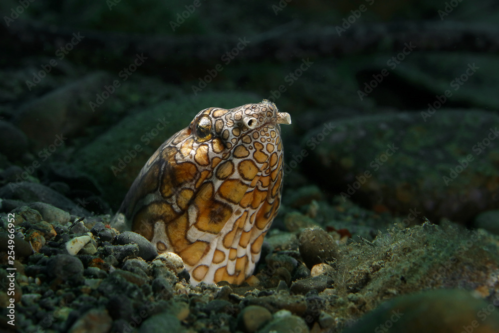 Napoleon snake ell (Ophichthus bonaparti) in Ambon bay, Indonesia Napoleon snake ell (Ophichthus bonaparti) in Ambon bay, Indonesia