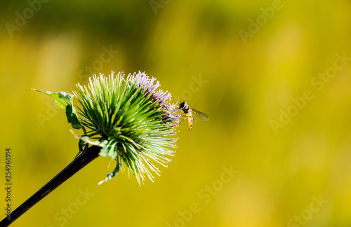 bee on a flower
