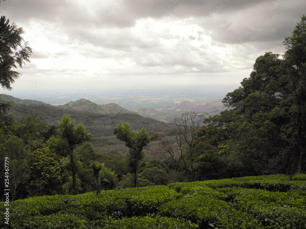 Obraz premium Tea plantations in Valparai reserve, Tamil Nadu, India