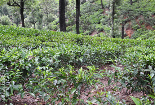 Tea plantations in Valparai reserve  Tamil Nadu  India