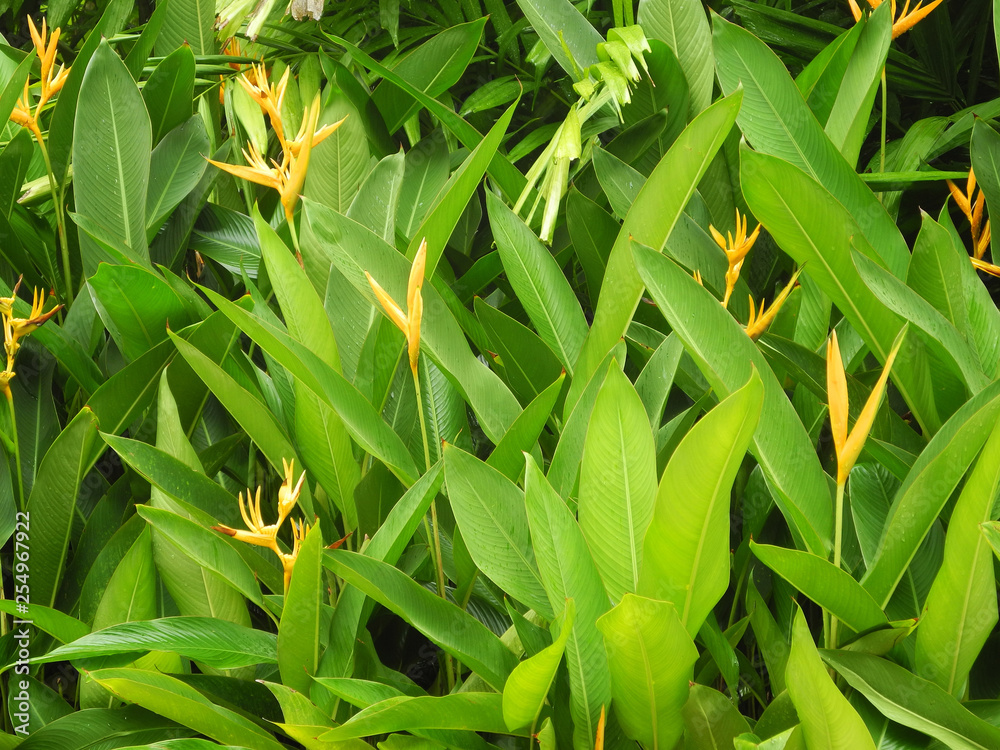 Obraz premium Green tropical plant Heliconia with yellow flowers, India, Kerala, Kochi