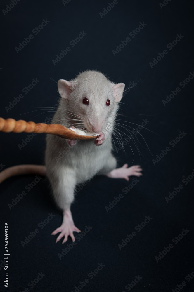 Gray rat eat from wooden spoon Gray rat eat from wooden spoon