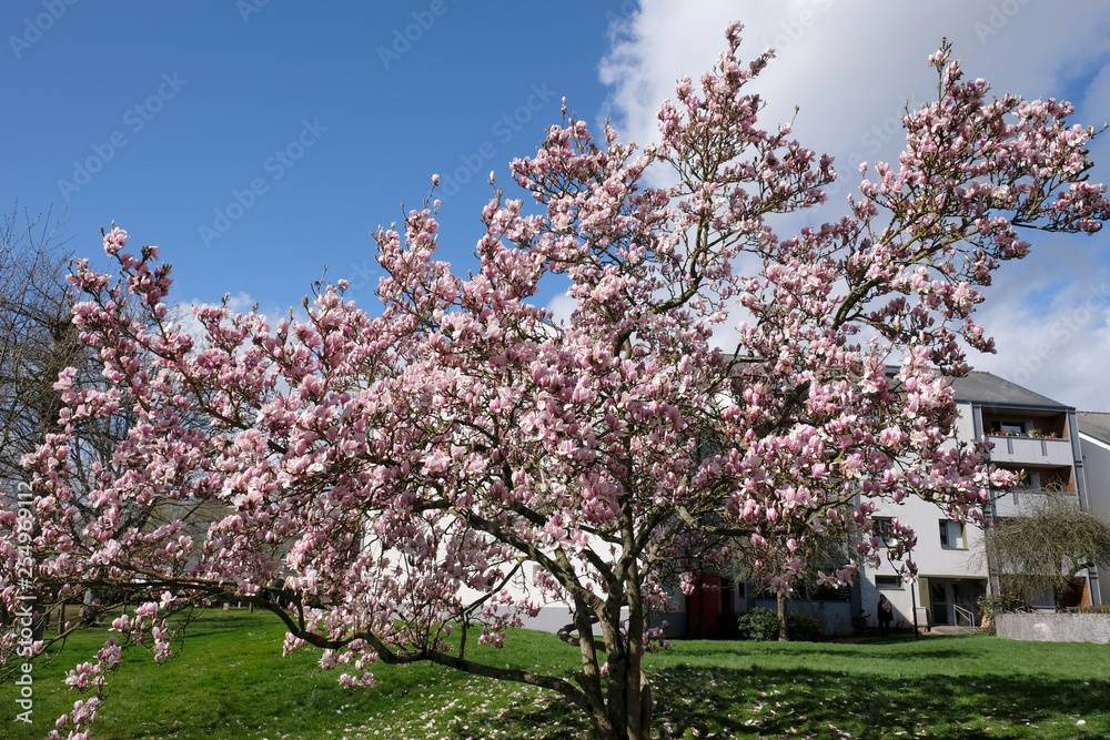 sommet de magnolia