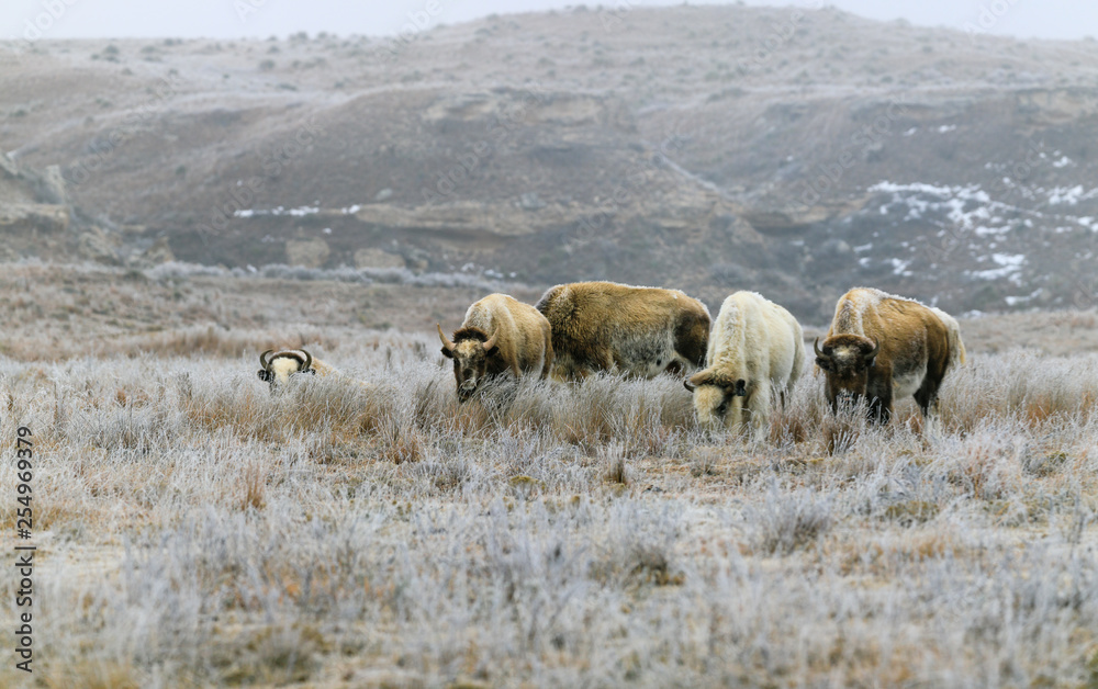 Naklejka premium A rare white bison with its heard in Lake Scott State Park grazes on grass in the winter of 2019