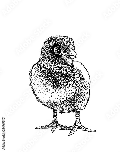 Graphical chick isolated on white background, vector illustration