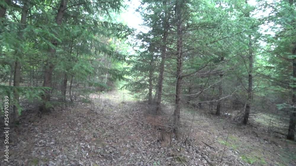 Coniferous forest of young trees - smooth rows - summer Coniferous forest of young trees - smooth rows - summer