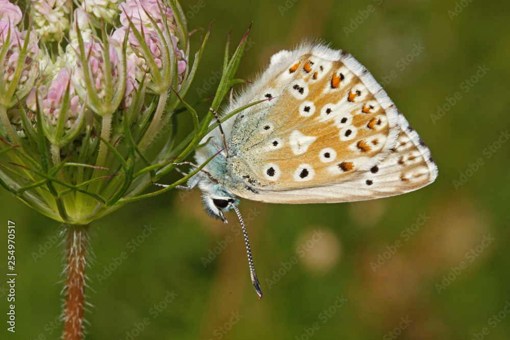 Fototapeta premium Polyommatus coridon (PODA, 1761) Silbergrüner Bläuling DE, NRW, Lampertstal, Eifel 15.07.2016