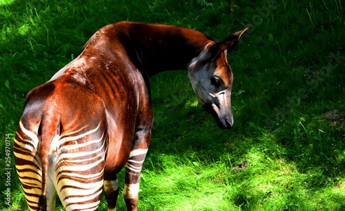 Fotografi The okapi (forest giraffe, congolese giraffe or zebra giraffe) is an artiodactyl mammal