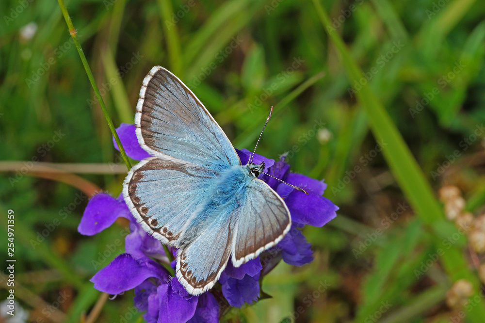 Polyommatus coridon (PODA, 1761) Silbergrüner Bläuling DE, NRW, Lampertstal, Eifel 15.07.2016 Polyommatus coridon (PODA, 1761) Silbergrüner Bläuling DE, NRW, Lampertstal, Eifel 15.07.2016