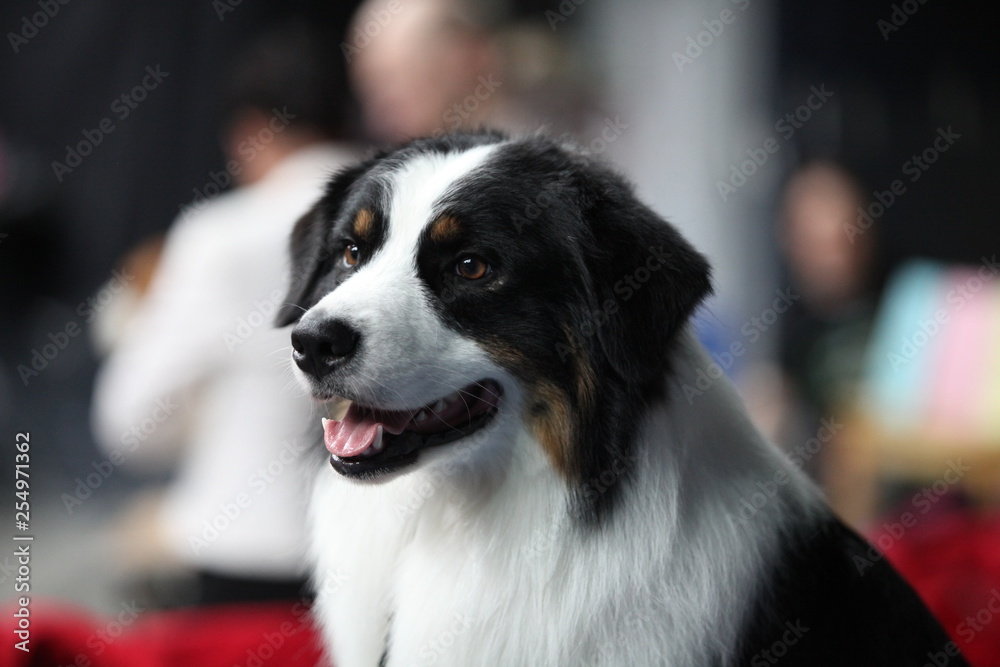 Border Collie intense stare, highly intelligent Border Collie intense stare, highly intelligent