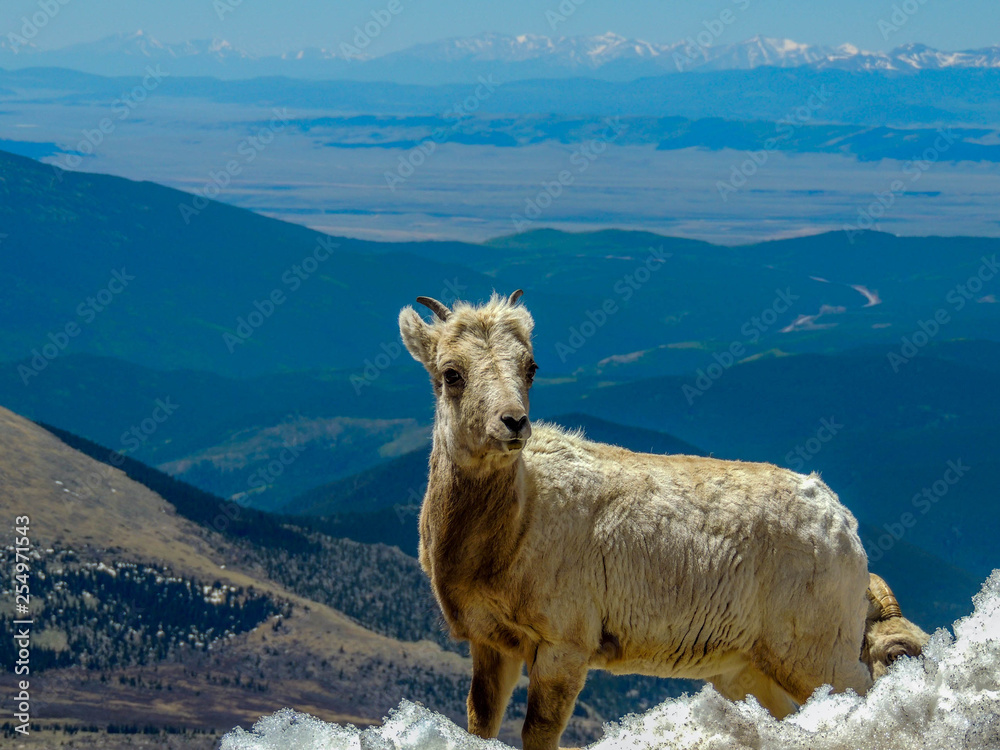 Fototapeta premium Mountain goat with Colorado view