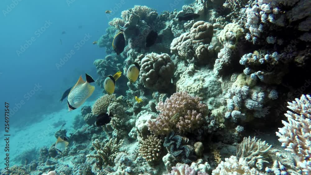 Video shooting at a shallow depth. The corals and tropical fish. Video shooting at a shallow depth. The corals and tropical fish.