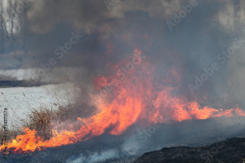 Natural disaster, fire destroying cane grass and bush at riverbank in marsh