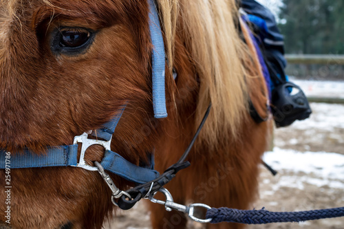Small horse, a pony in a bridle and with a sad look, rolls children.