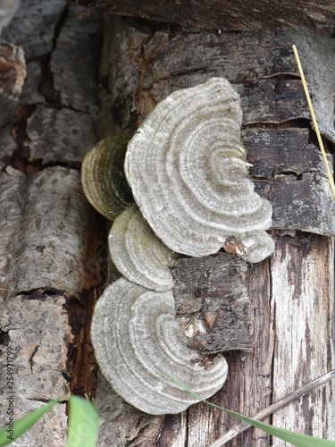 Hairy bracket fungus Trametes hirsuta on a log