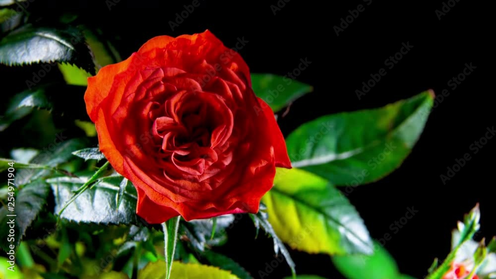 Timelapse of coral rose growing blossom from bud to big flower on green leaves background Timelapse of coral rose growing blossom from bud to big flower on green leaves background