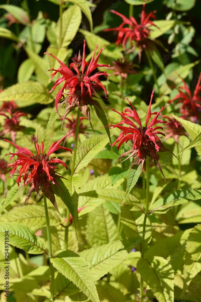 Closeup on red flower crimson beebalm Monarda didyma Closeup on red flower crimson beebalm Monarda didyma