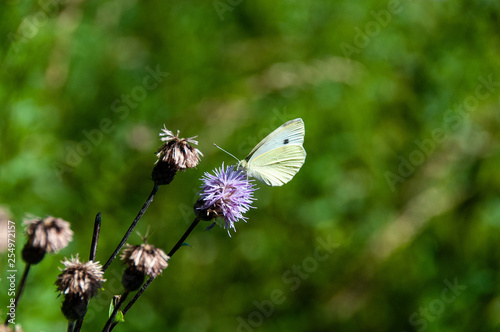 butterfly on flower