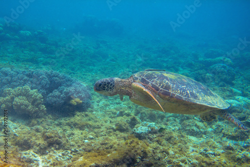 Green turtle in coral sea bottom photo. Sea turtle underwater closeup. Oceanic animal in wild nature.