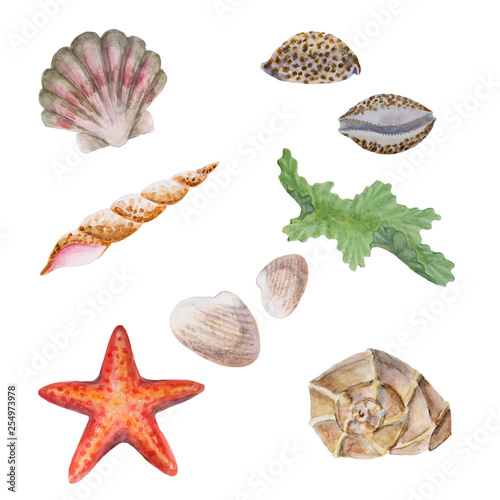set of different hand drawing watercolor seashells, clams, starfish and seaweed