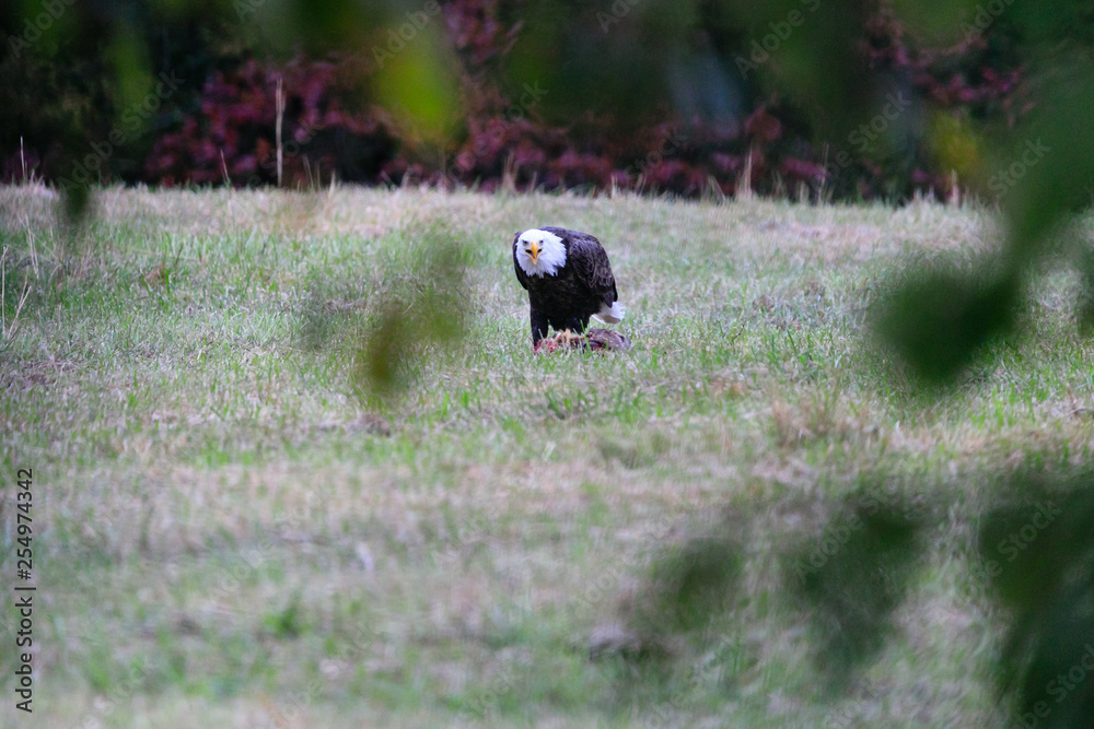 Bald Eagle picks clean the meat off a white tailed deer in a farm