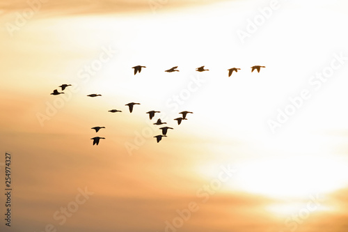 A flock of wild geese flying in silhouettes in the morning light in the Netherlands.