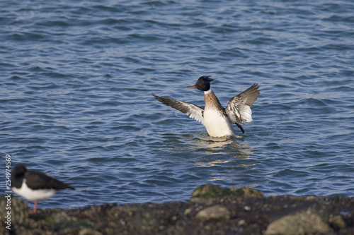A red-breasted merganser  Mergus serrator  swimming and foraging along the Dutch coast in the North sea.