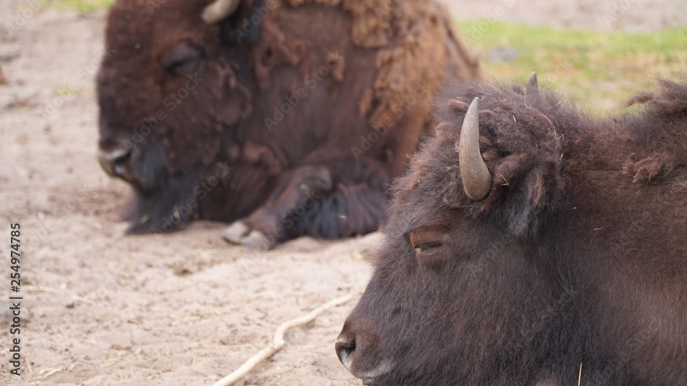 bison in yellowstone national park