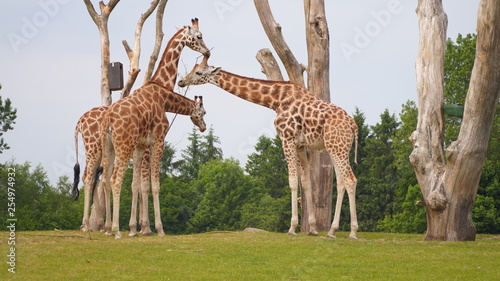 Photography giraffe in billund