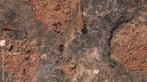 Bright pink fairy shrimp and tiny insect larvae swim in a shallow temporary pool of water formed by summer rains. photo