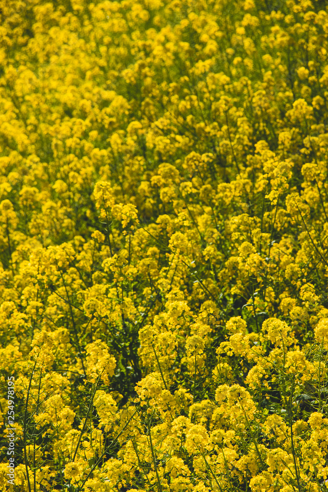 Rape blossoms at Fukuei Sports Plaza, Ichikawa City, Chiba Prefecture, Japan Rape blossoms at Fukuei Sports Plaza, Ichikawa City, Chiba Prefecture, Japan