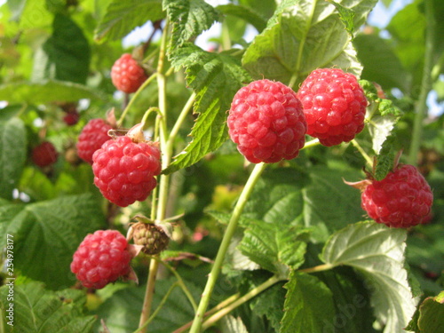 The twigs of group of red fresh ripe raspberry berries on a raspberry bush with bright green leaves.