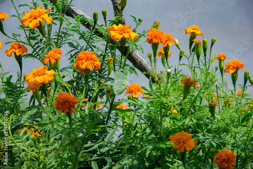 orange Zinnia flowers with small white butterfly