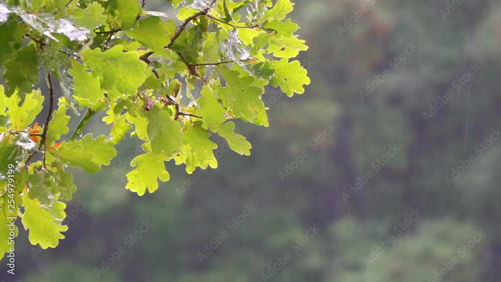 A branch of an oak tree in the summer rain. Rain in the forest. Camera zooming A branch of an oak tree in the summer rain. Rain in the forest. Camera zooming
