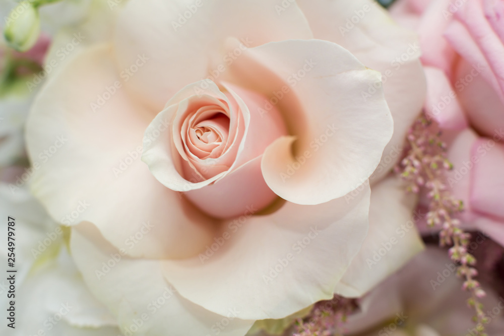 Closeup delicate bud of fresh pink rose with unfolded petals. Event decoration with fresh flowers Closeup delicate bud of fresh pink rose with unfolded petals. Event decoration with fresh flowers
