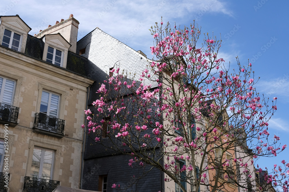 magnolia devant l'immeuble