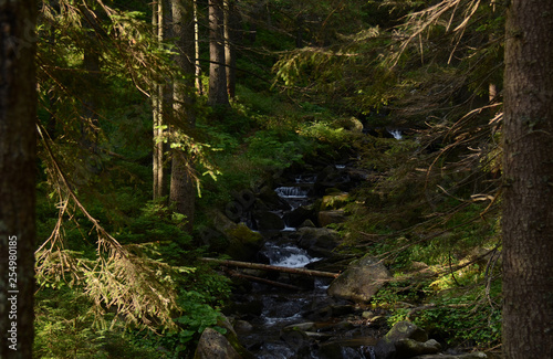 High old trees grow on the slopes of the mountains. The conquest of peaks