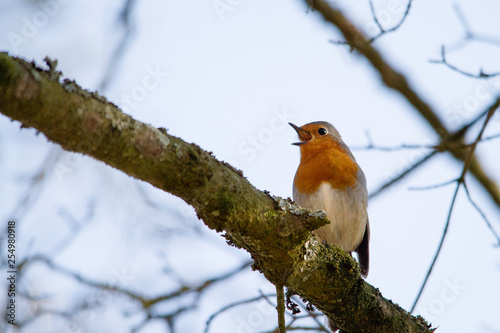 l'oiseau chanteur  © philkilla