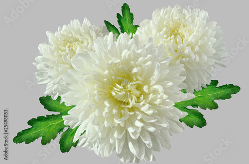Three white chrysanthemums bouquet with green leaves close up