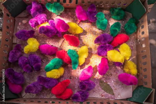 Colorful Chicks in Asian Market 1