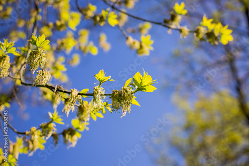 Spring has come, the first green. Nature wakes up. Dissolve the first leaves on the branches. Green house on the windowsill. Warm days. The branches of a maple in the circle. Kidney trees disclosed.