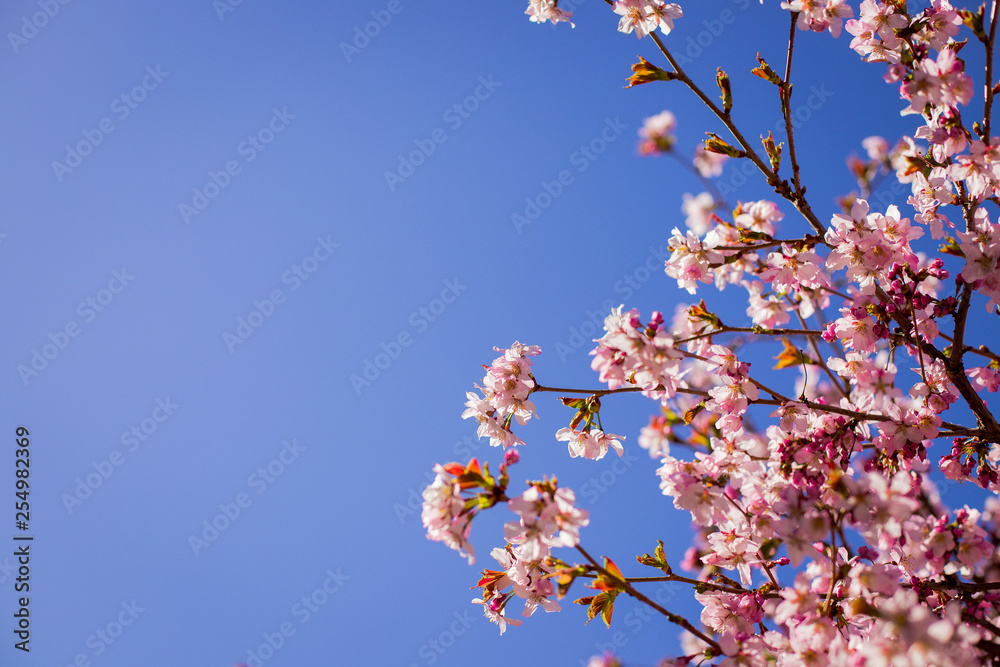 Pink plum blossom.Branches of blossom Plums against blue sky.Background with pink spring blossoms. Cherry tree twigs with blooming flowers .Spring is coming. blossoming plum trees at park Pink plum blossom.Branches of blossom Plums against blue sky.Background with pink spring blossoms. Cherry tree twigs with blooming flowers .Spring is coming. blossoming plum trees at park