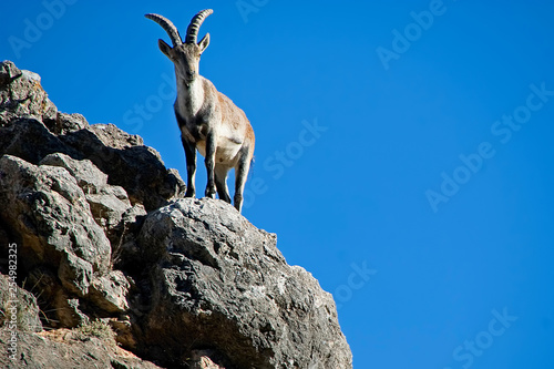 Macho de cabra hispánica pyrenaica en la cima del roquedo, en la sierra de Cazorla, Segura y Las Villas. © manuelmartinez