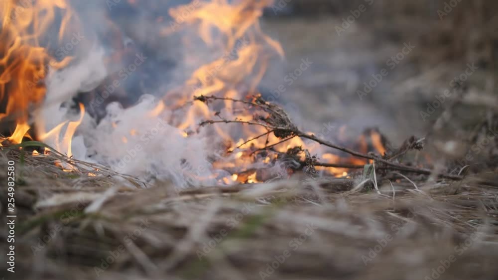 Close-up of a steaming burning dry grass. Fire. Close-up of a steaming burning dry grass. Fire.