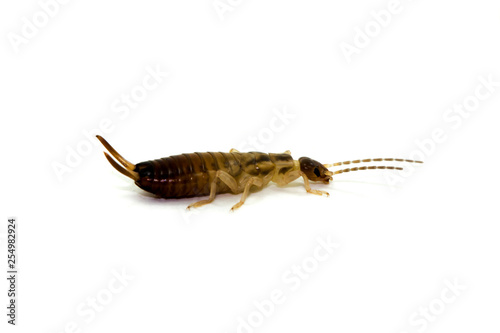 Common earwig or European earwig, Forficula auricularia against white background