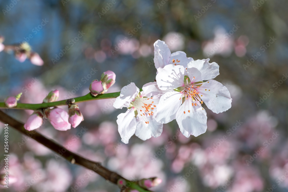 Fototapeta premium Pink Japanese cherry blossom blooming season under a ending winter blue sky